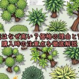 亀甲竜はなぜ高い？価格の理由と育て方・購入時の注意点を徹底解説