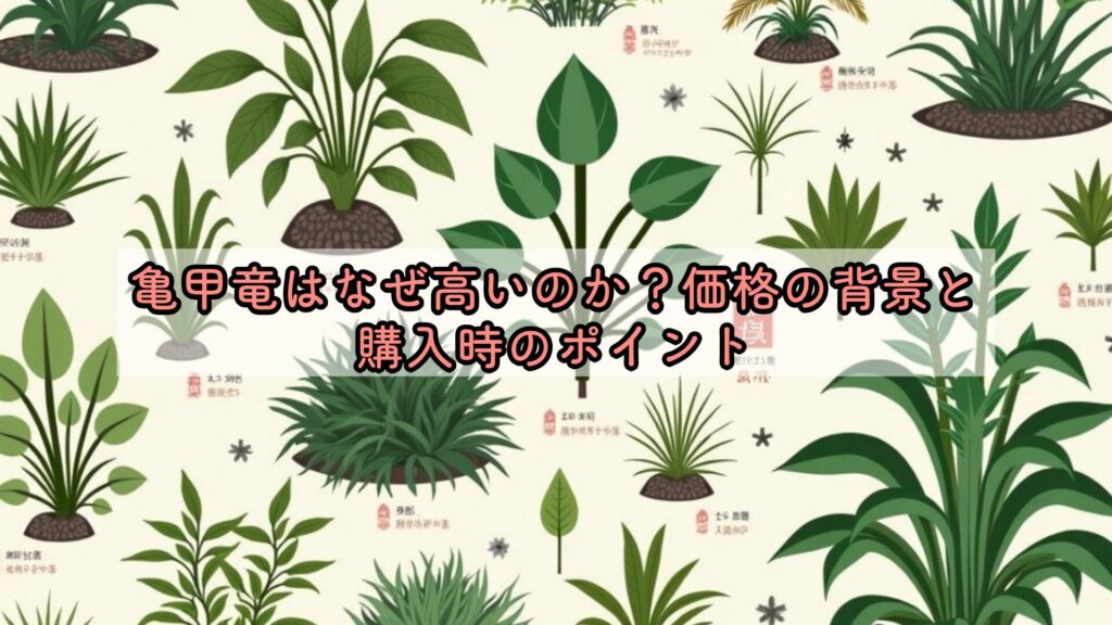 亀甲竜はなぜ高いのか？価格の背景と購入時のポイント