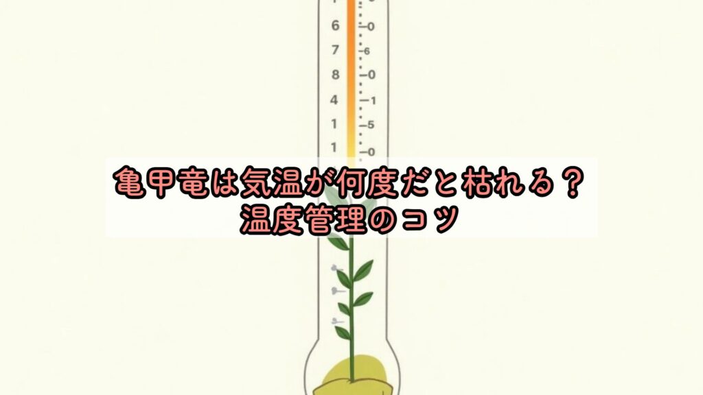 亀甲竜は気温が何度だと枯れる？温度管理のコツ