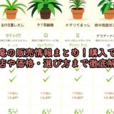 亀甲竜の販売情報まとめ！購入できるお店や価格・選び方まで徹底解説