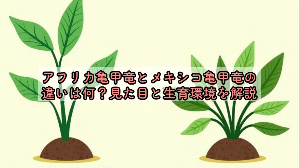 アフリカ亀甲竜とメキシコ亀甲竜の違いは何？見た目と生育環境を解説