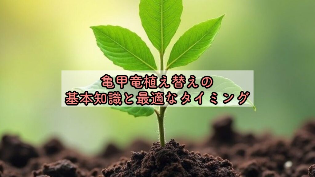 亀甲竜植え替えの基本知識と最適なタイミング