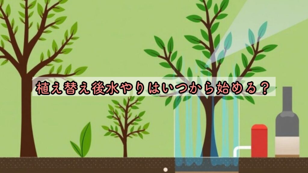 植え替え後水やりはいつから始める？