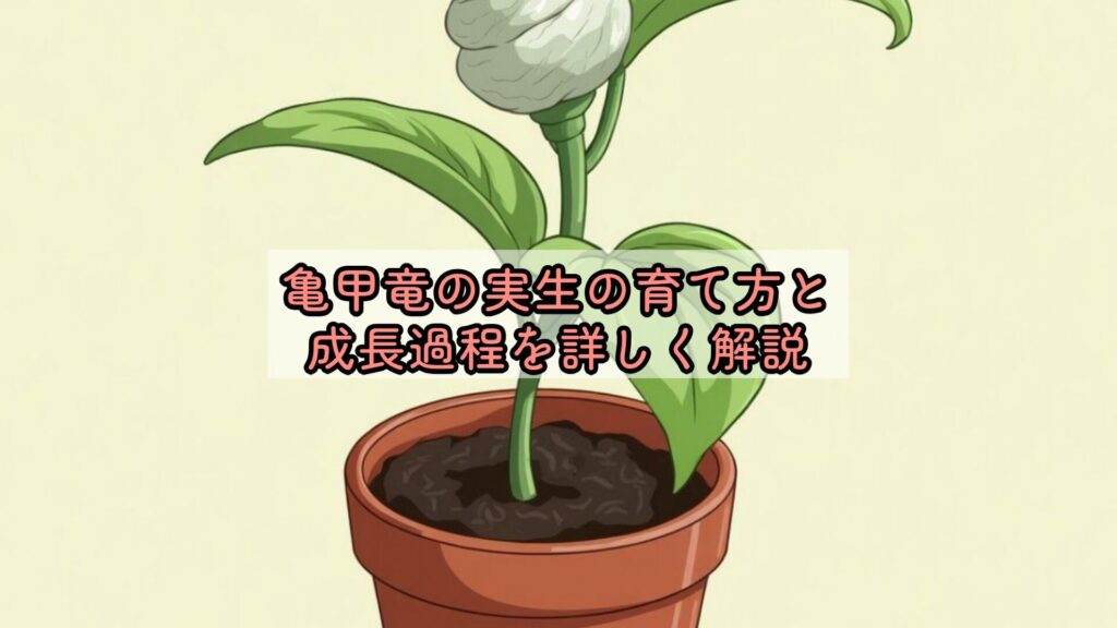 亀甲竜の実生の育て方と成長過程を詳しく解説
