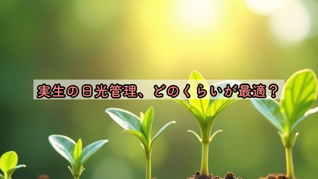 実生の日光管理、どのくらいが最適？