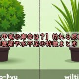 【亀甲竜の寿命は？】枯れる原因や休眠期や水不足の特徴まとめ！