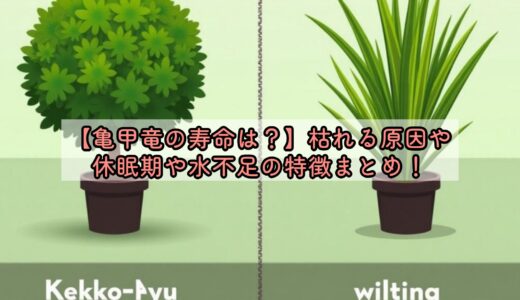 【亀甲竜の寿命は？】枯れる原因や休眠期や水不足の特徴まとめ！