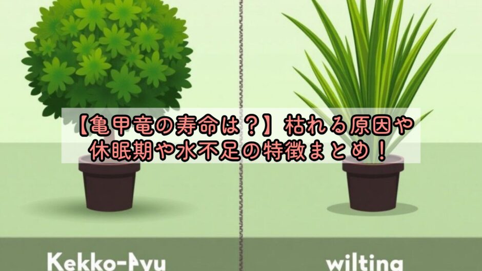 【亀甲竜の寿命は？】枯れる原因や休眠期や水不足の特徴まとめ！