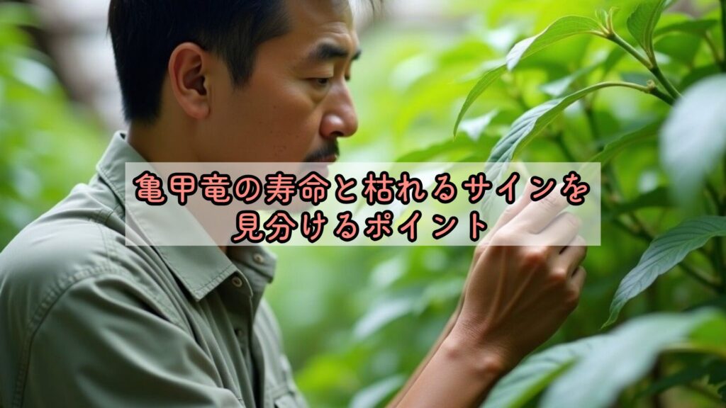 亀甲竜の寿命と枯れるサインを見分けるポイント