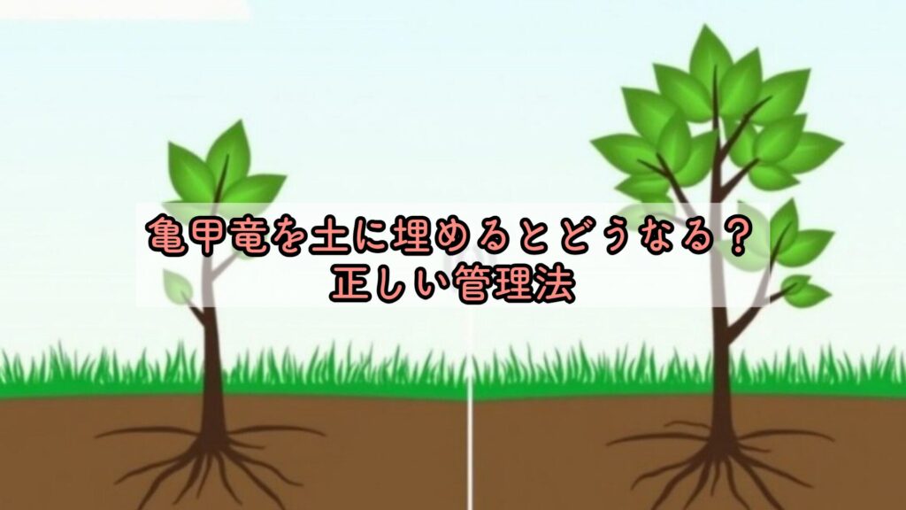 亀甲竜を土に埋めるとどうなる？正しい管理法