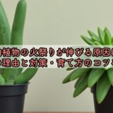 多肉植物の火祭りが伸びる原因は？徒長の理由と対策・育て方のコツを解説