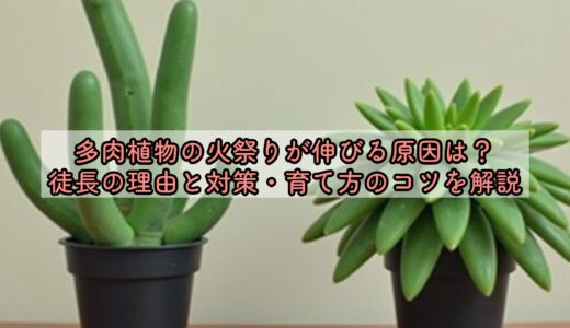 多肉植物の火祭りが伸びる原因は？徒長の理由と対策・育て方のコツを解説