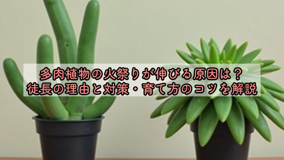 多肉植物の火祭りが伸びる原因は？徒長の理由と対策・育て方のコツを解説