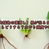 【多肉植物の葉挿し】根が出るまで！根が出たらどうする？水やり頻度や増やし方