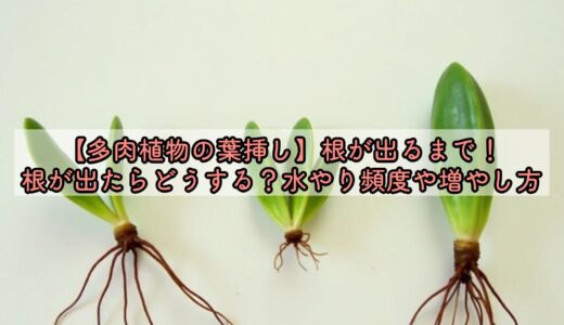 【多肉植物の葉挿し】根が出るまで！根が出たらどうする？水やり頻度や増やし方