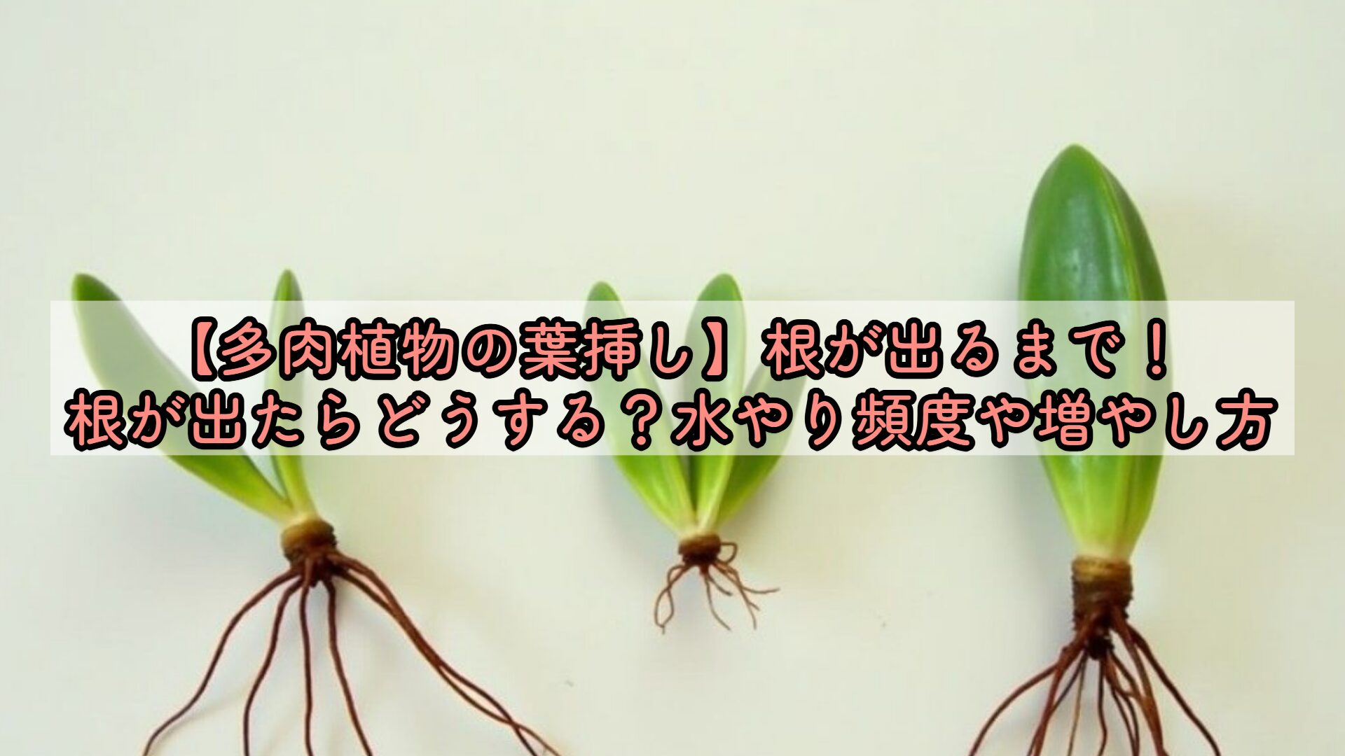 多肉植物の葉挿し】根が出るまで！根が出たらどうする？水やり頻度や