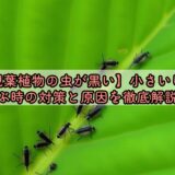 【観葉植物の虫が黒い】小さいけど飛ぶ時の対策と原因を徹底解説！