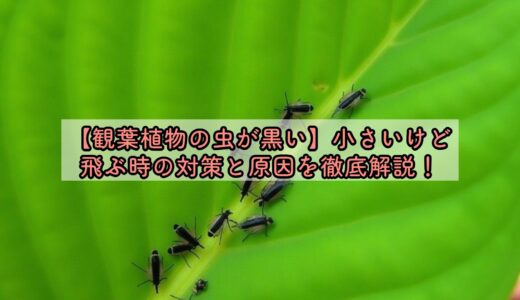 【観葉植物の虫が黒い】小さいけど飛ぶ時の対策と原因を徹底解説！