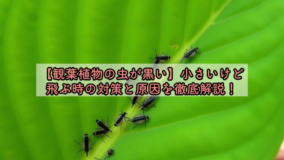 【観葉植物の虫が黒い】小さいけど飛ぶ時の対策と原因を徹底解説！