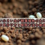 白い小さい虫が観葉植物の土に！ダニの見分け方と駆除方法を徹底解説