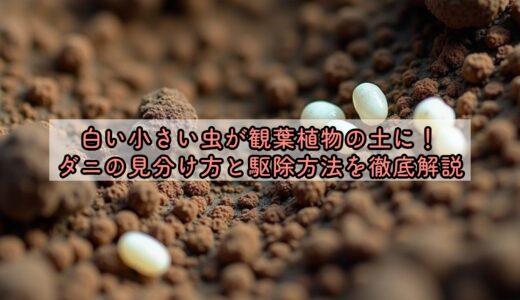 白い小さい虫が観葉植物の土に！ダニの見分け方と駆除方法を徹底解説