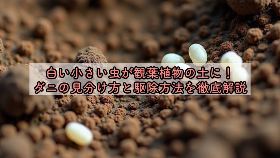白い小さい虫が観葉植物の土に！ダニの見分け方と駆除方法を徹底解説