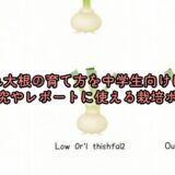 かいわれ大根の育て方を中学生向けに解説！自由研究やレポートに使える栽培ポイント