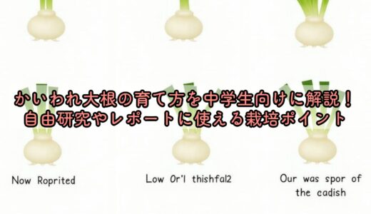 かいわれ大根の育て方を中学生向けに解説！自由研究やレポートに使える栽培ポイント