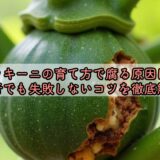 ズッキーニの育て方で腐る原因は？初心者でも失敗しないコツを徹底解説！