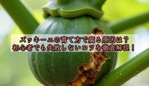 ズッキーニの育て方で腐る原因は？初心者でも失敗しないコツを徹底解説！