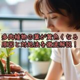 多肉植物の葉が黄色くなる原因と対処法を徹底解説！