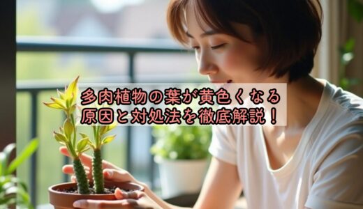 多肉植物の葉が黄色くなる原因と対処法を徹底解説！