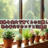 多肉植物を室内で育てるのは難しい？初心者向けのコツと注意点