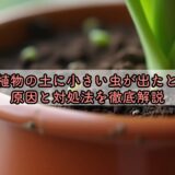 観葉植物の土に小さい虫が出たときの原因と対処法を徹底解説