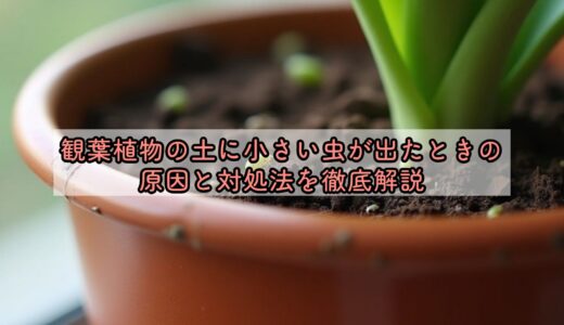 観葉植物の土に小さい虫が出たときの原因と対処法を徹底解説