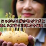 じゃがいも芽が伸びすぎた、植える方法と注意点を解説！