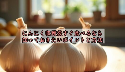 にんにく収穫後すぐ食べるなら知っておきたいポイントと方法