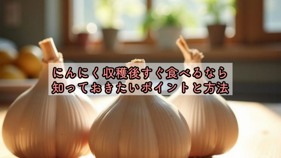にんにく収穫後すぐ食べるなら知っておきたいポイントと方法