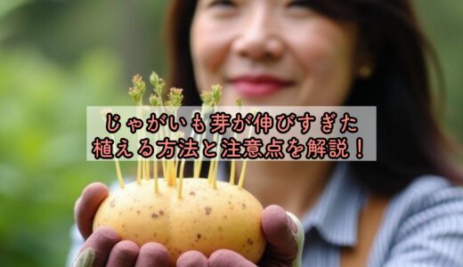 じゃがいも芽が伸びすぎた、植える方法と注意点を解説！