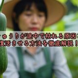 きゅうりが途中で枯れる原因と復活させる方法を徹底解説！