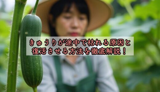 きゅうりが途中で枯れる原因と復活させる方法を徹底解説！