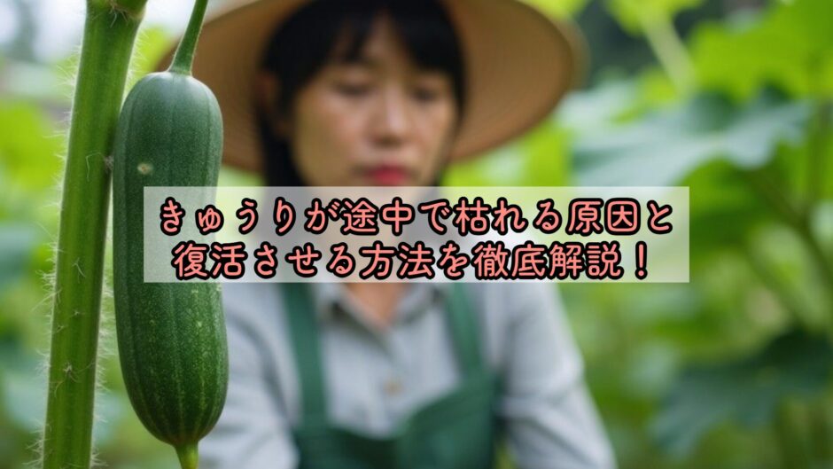 きゅうりが途中で枯れる原因と復活させる方法を徹底解説！