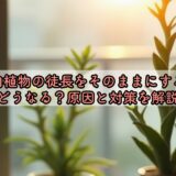 多肉植物の徒長をそのままにするとどうなる？原因と対策を解説