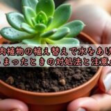 多肉植物の植え替えで水をあげてしまったときの対処法と注意点