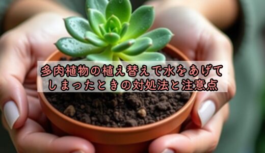 多肉植物の植え替えで水をあげてしまったときの対処法と注意点