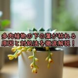 多肉植物の下の葉が枯れる原因と対処法を徹底解説！