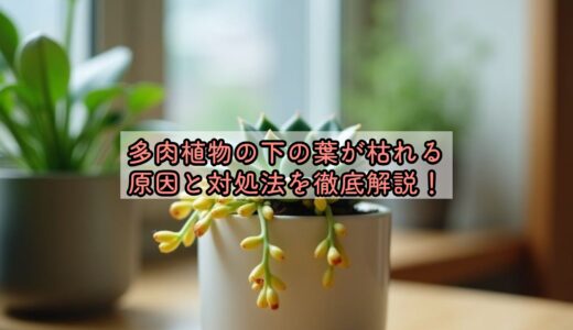 多肉植物の下の葉が枯れる原因と対処法を徹底解説！