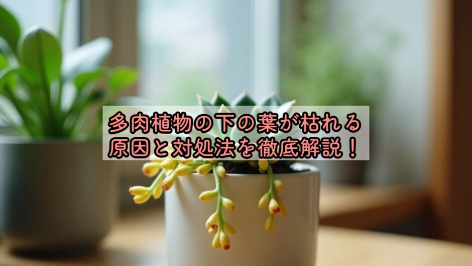 多肉植物の下の葉が枯れる原因と対処法を徹底解説！