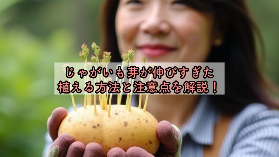 じゃがいも芽が伸びすぎた、植える方法と注意点を解説！