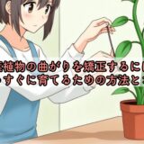 観葉植物の曲がりを矯正するには？まっすぐに育てるための方法とコツ